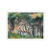 Zebras herd watercolor art, wildlife conservation, nature scene, animal illustration, Impartial Inc.